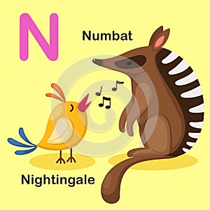 Illustration Isolated Animal Alphabet Letter N-Numbat,Nightingale