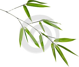 Illustration with isolated green bamboo branch