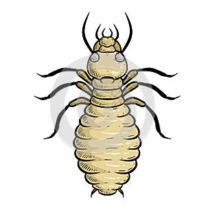 illustration of isoptera isolated