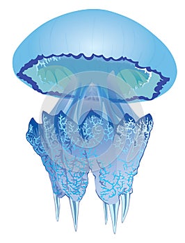Illustration of the jellyfish