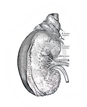 The illustration of the kidney and adrenal gland in the old book die Anatomie des Menschen, by C. Heitzmann, 1875, Wien