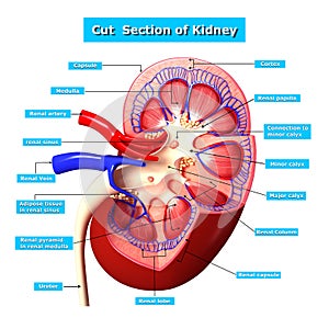 Illustration of Kidney cross section with names