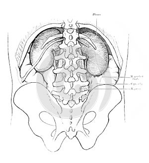 The illustration of kidneys, tailbone and spine in the old book die Anatomie, by Fr. Merkel, 1899, Braunschweig photo