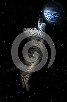 Illustration. kitten is playing with the planet in space