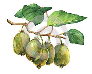 Illustration of kiwi plant Actinidia chinensis a branch with leaves and fruits.