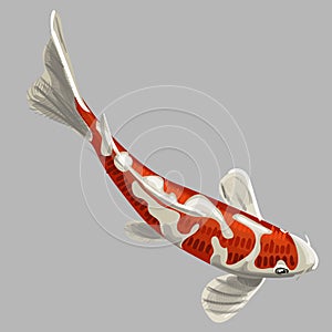 Illustration of koi carp, coloring page