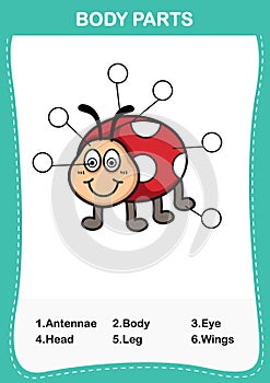 Illustration of lady bug vocabulary part of body