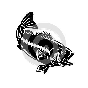 Largemouth Bass Diving Down Black and White Retro Woodcut photo