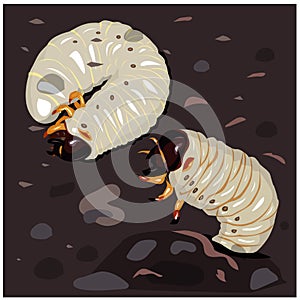 Illustration Larva. insect larvae. Two Beetles in the soil with food