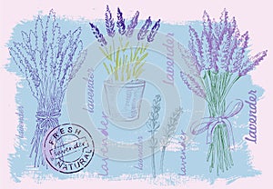 Illustration of lavender