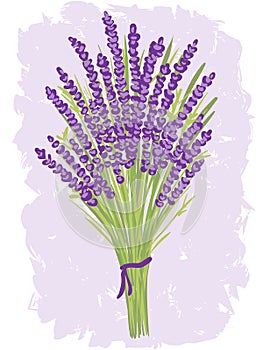 Illustration of lavender bouquet