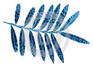 Illustration leaf in blue tones on white background
