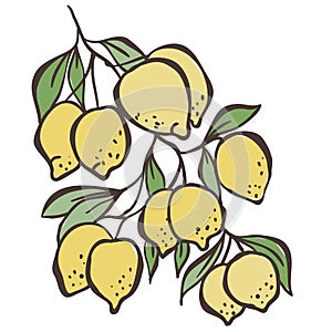 Illustration of Lemon Branch. Vector Graphic