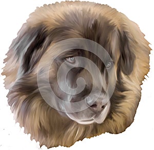 Illustration of Leonberger Dog Head Digital Painting