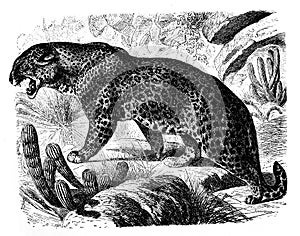 Illustration of leopard in the old book Encyclopedic dictionary by A. Granat, vol. 6, S. Petersburg, 1894
