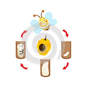 Illustration life cycle bee