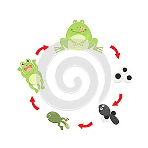 Illustration life cycle frog