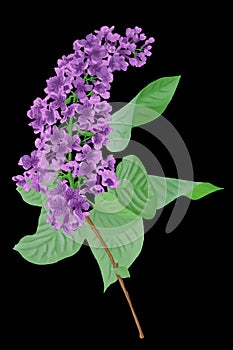 illustration of a lilac blossom on a black background