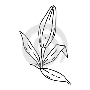 Illustration of lily flower. Beautiful decorative plant.