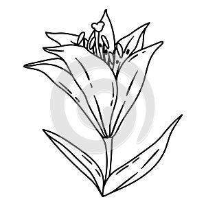 Illustration of lily flower. Beautiful decorative plant.