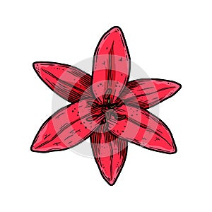 Illustration of lily flower in engraving style. Design element for emblem, sign, poster, card, banner, flyer.