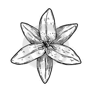 Illustration of lily flower in engraving style. Design element for poster, card, banner, sign.