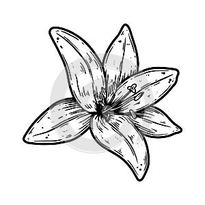 Illustration of lily flower in engraving style. Design element for poster, card, banner, sign.