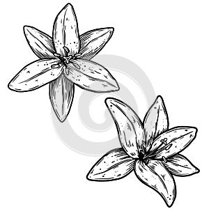 Illustration of lily flower in engraving style. Design element for poster, card, banner, sign.