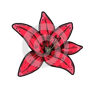 Illustration of lily flower in engraving style. Design element for poster, card, banner, sign.