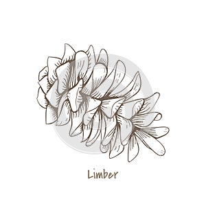 Illustration of limber plant isolated