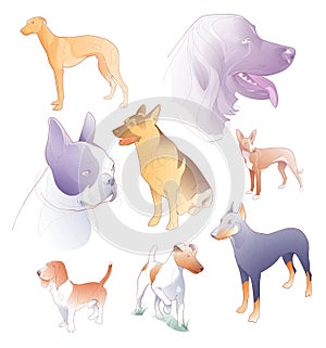 Illustration of line and spot colors of various breeds of dogs photo