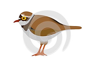 Illustration of a little ringed plover, Charadrius dubius