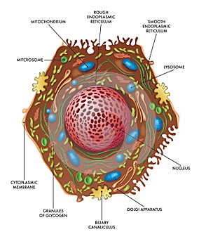 Illustration of liver cell