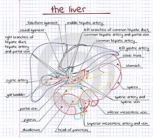 Illustration of the liver and related organs