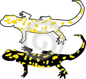 Illustration of lizard photo