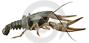 Illustration of the lobster