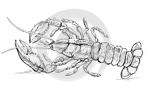 Illustration of lobster. Sea animals. Black and white isolated drawing of shellfish for encyclopedia. Print for fabric, fashion,