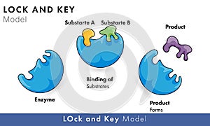 Lock and key enzyme activity model photo