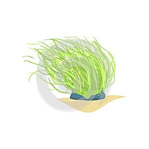 Flat illustration of long green sea plant. Coral on sandy ocean bottom. Marine flora, underwater world design