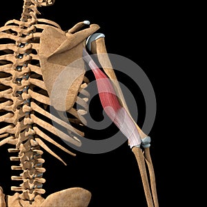 Illustration of the long head of the triceps muscles on skeleton