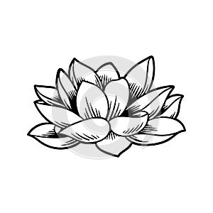 Illustration of lotus Japanese tradition style