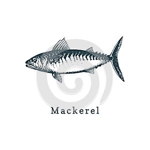 Illustration of mackerel. Fish sketch in vector. Drawn seafood in engraving style. Used for can sticker, shop label etc.