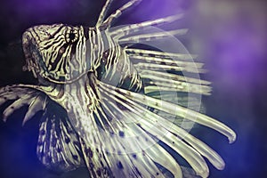 Illustration made with a digital tablet scorpion fish dangerous, purple sea background