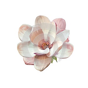 Illustration of a magnolia flower photo