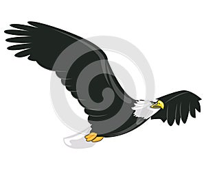 Illustration of majestic adult bald eagle flying