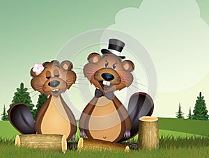 Illustration of marmots