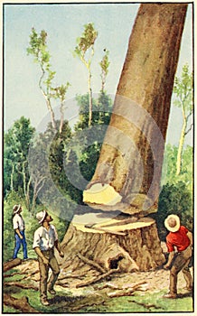 Illustration of men felling a tree