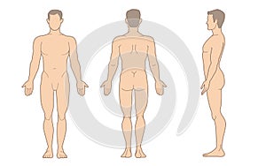Illustration of men\'s body and male anatomy. vrctor photo