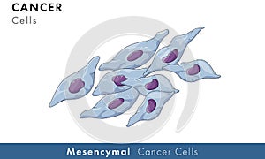 Mesenchymal cancer cells photo