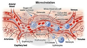 Illustration of microcirculation within a capillary
